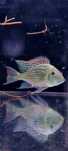 Ziemiojad geophagus sveni duży 20cm