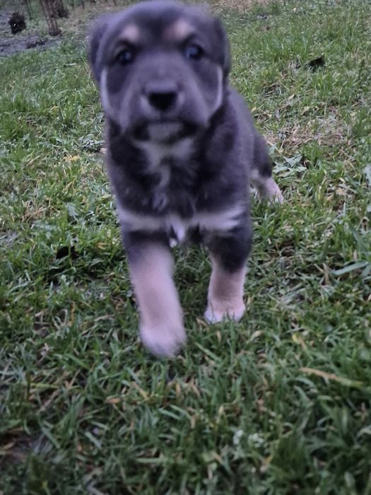 Віддам цуценятко ,дворняжка