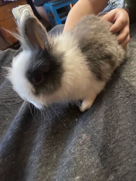 Кролик декоративний,хлопчик 1р.и 3м