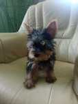 Yorkshire terrier - piesek