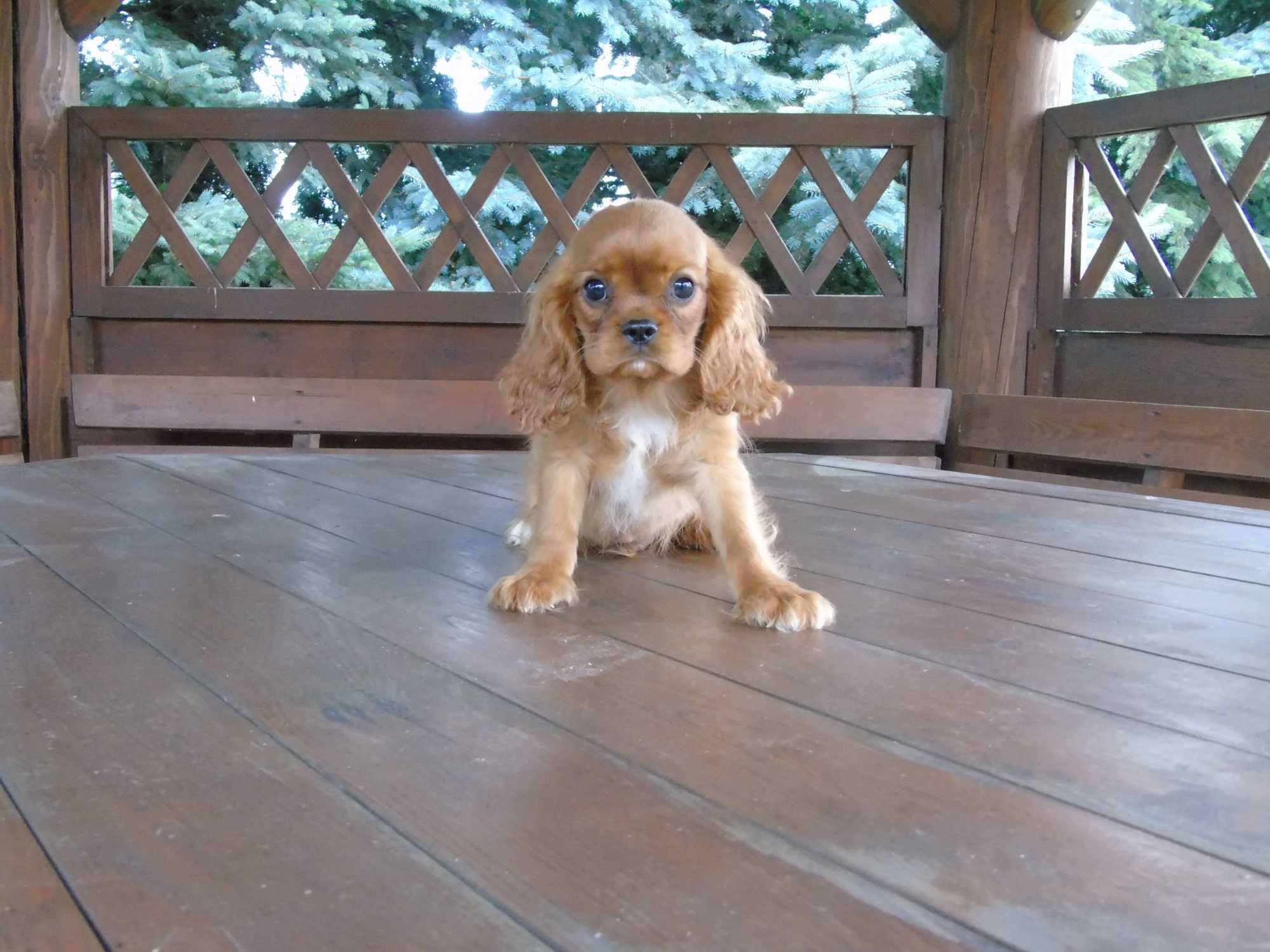 Cavalier King Charles Spaniel chłopiec