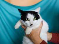 Дуже ніжна киця Мушка шукає дім, 1 рік, стерилізована, кішка, кошка