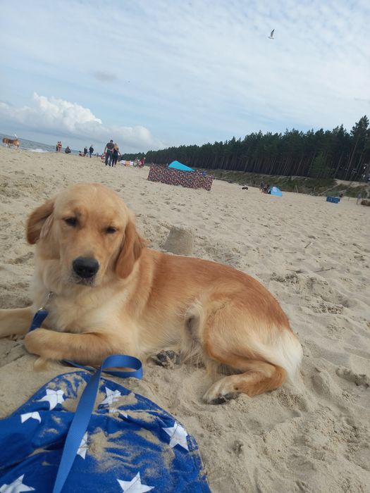 Szczeniak Golden Retriever i biszkoptowy