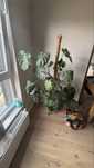 Kwiatek monstera