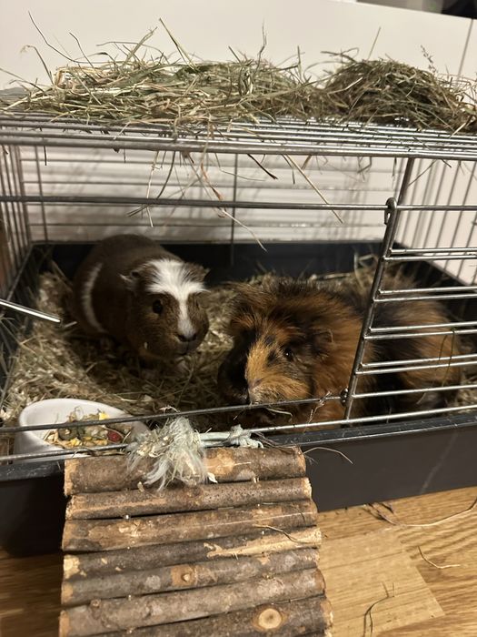 Świnki morskie dwa samce