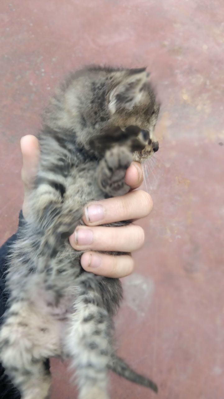 Кошенята безкоштовно