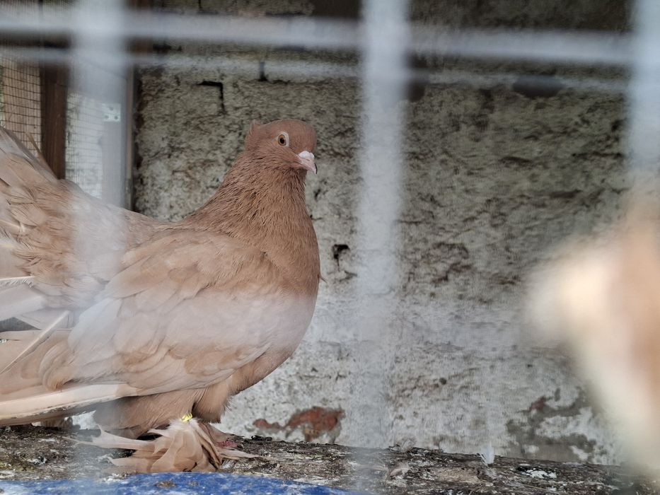 Gołębie pawiki dorosłe