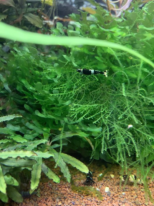 Креветка пресноводная Черный Кристалл (Caridina cf. cantonensis sp.)