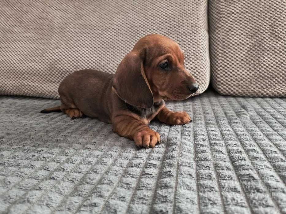 Teckel Dourada Femea