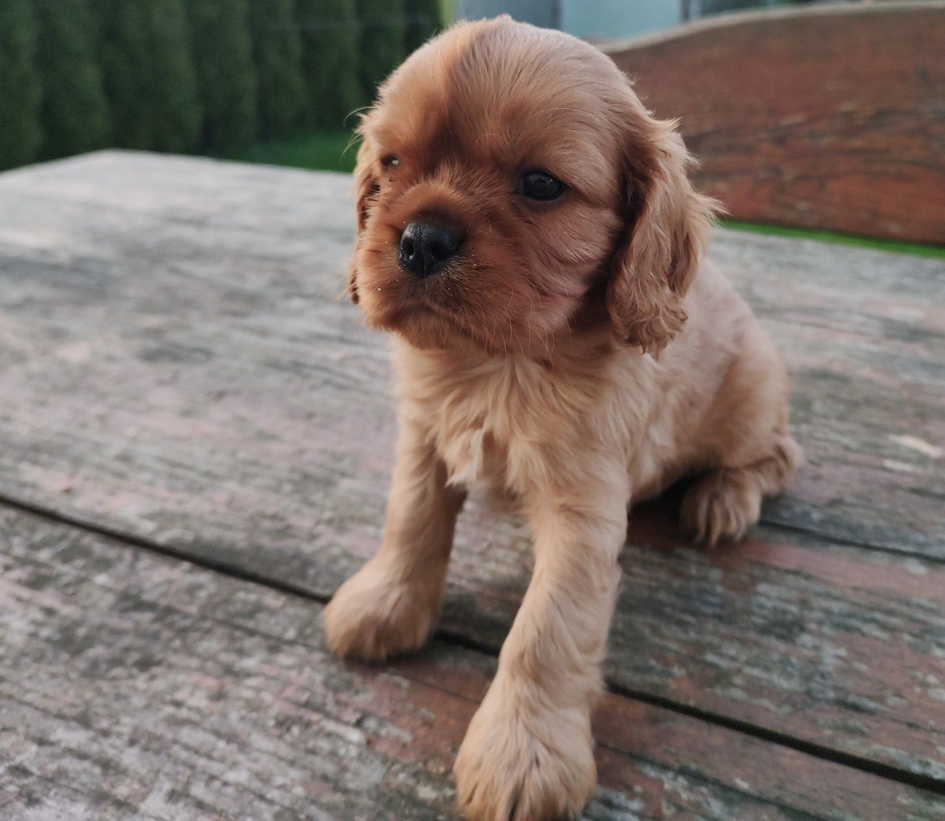Cavalier King Charles Spaniel Piesek Ruby