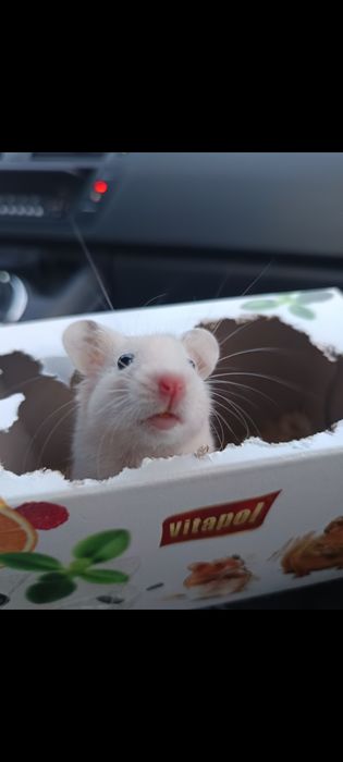 Sprzedam chomika syryjski  samiec