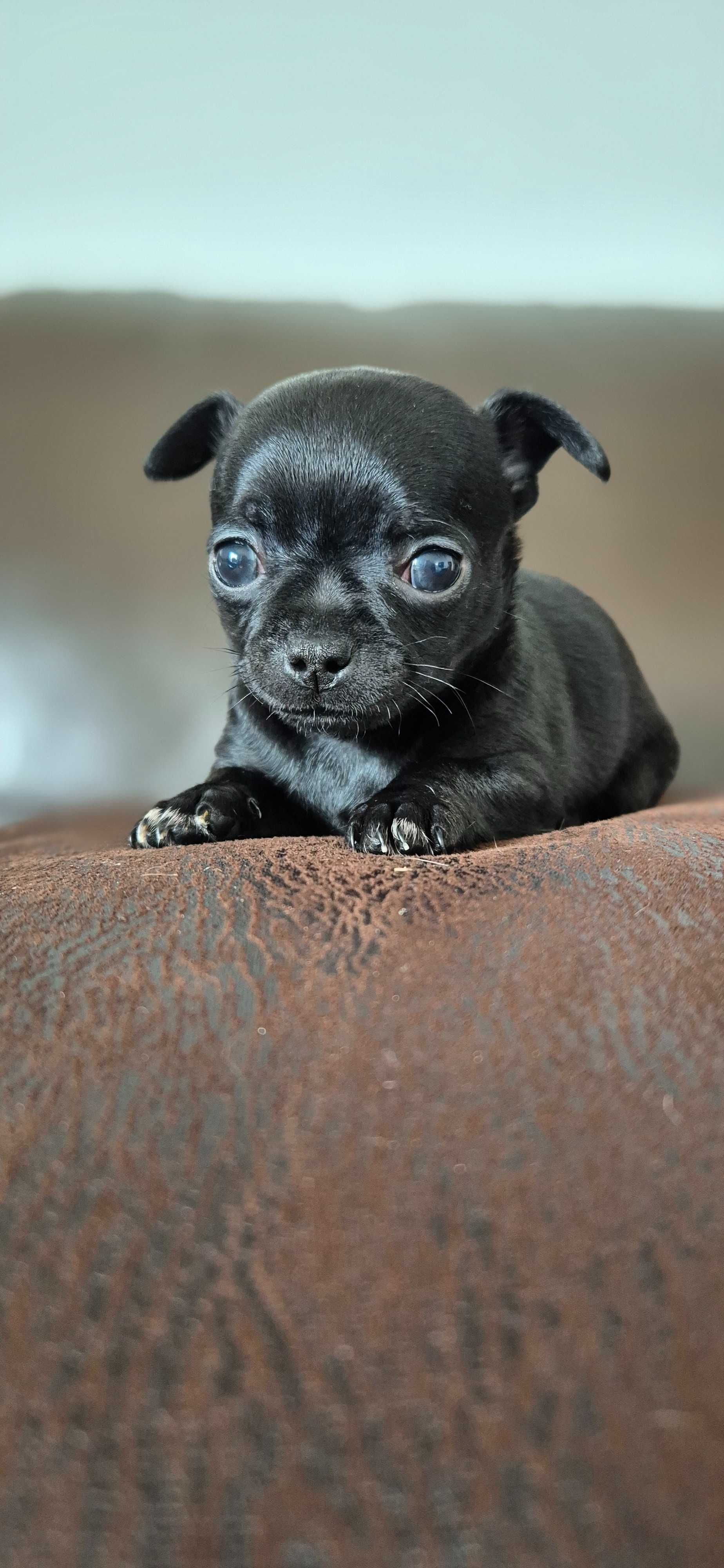 Chihuahua samczyk