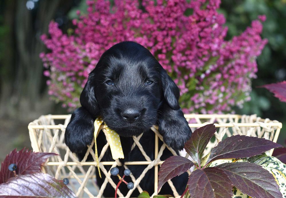 Flat Coated Retriever - czarny samiec FCI/ ZKwP