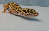 Леопардовий гекон Корм для рептилій Проста в утриманні