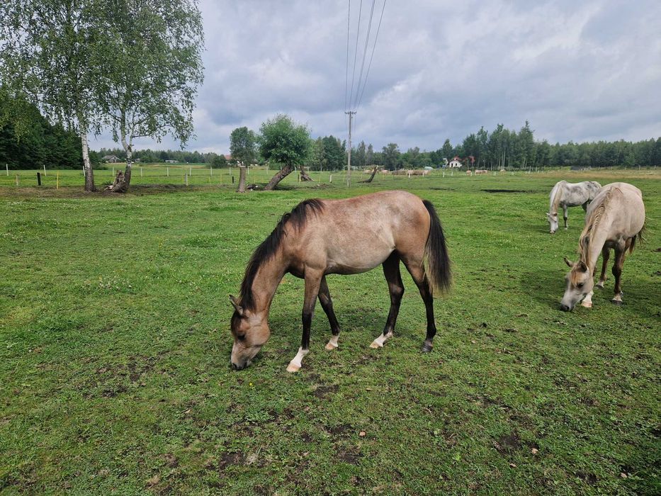 Roczna klacz, czysta krew arabska