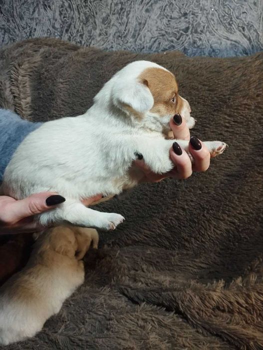 Цуценята чіхуа та коргі