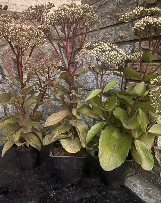 Очиток (седум) гібридний сорт Matrona