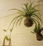 Vende-se plantas em kokedamas