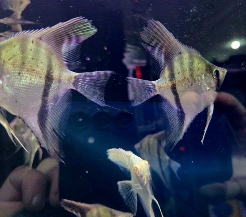 Skalar gujana red dragon/ guyana red dragon