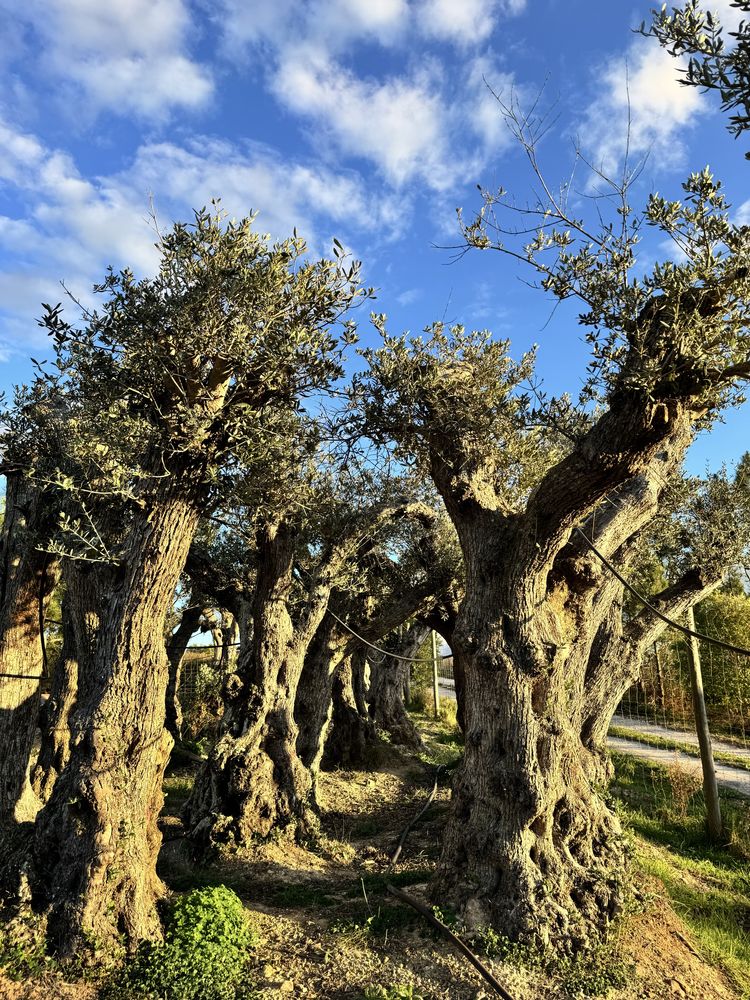 Vendo Oliveiras Milenares, Centenárias e Jovens – com Passaporte