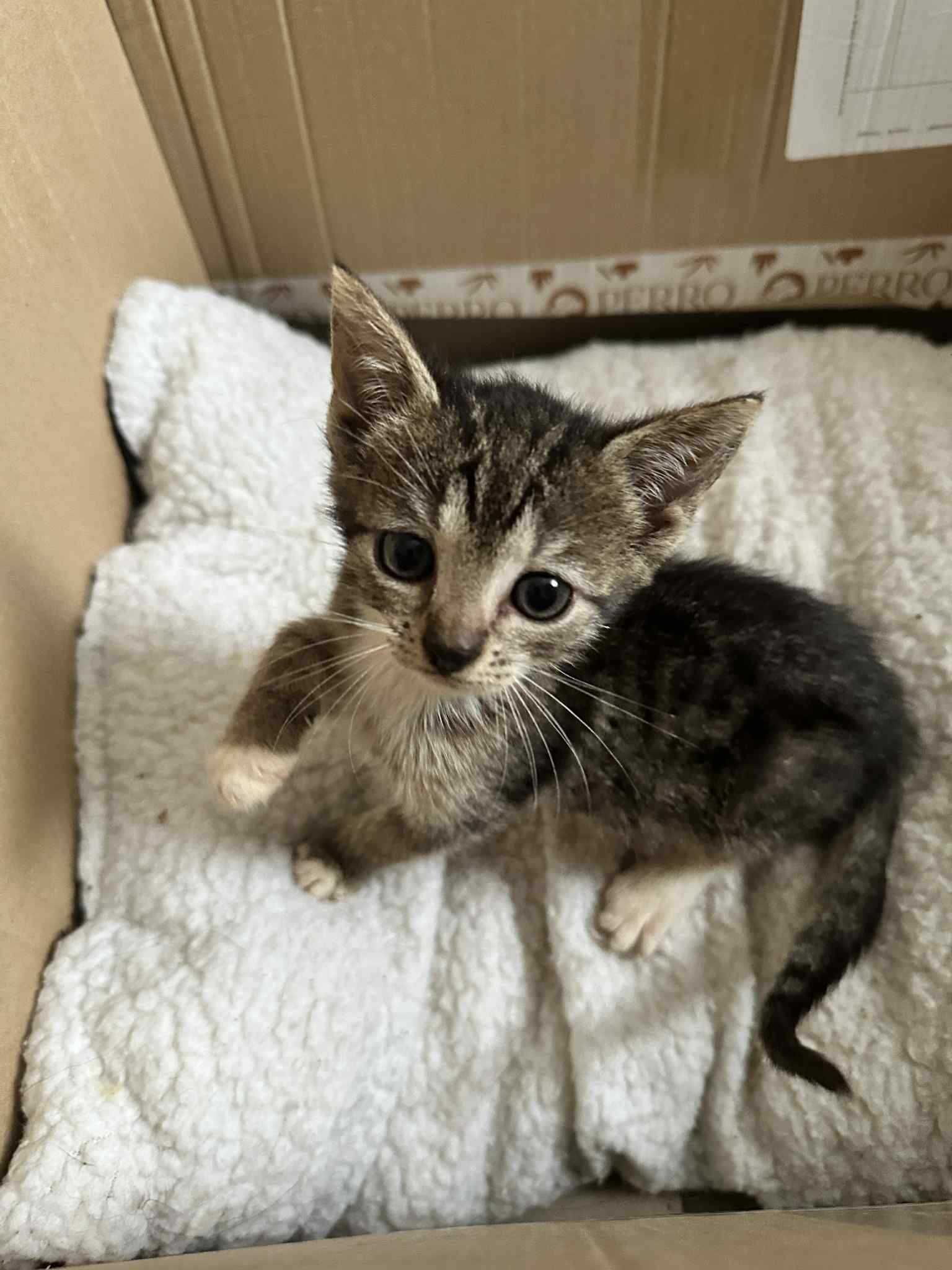 Młody kotek do adopcji.