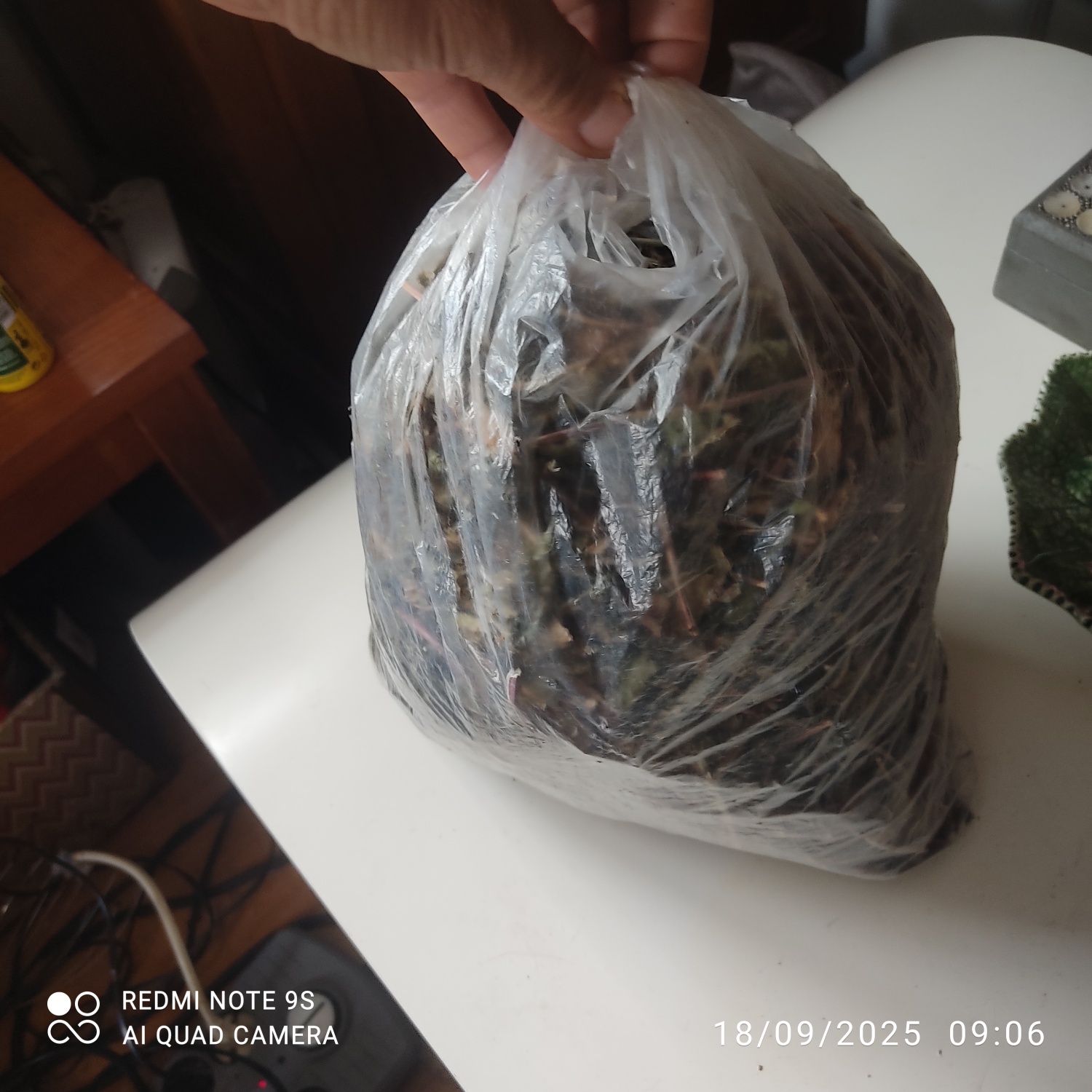 Ortelã seca ou fresaca bioologica para infusão , chá de ortelã