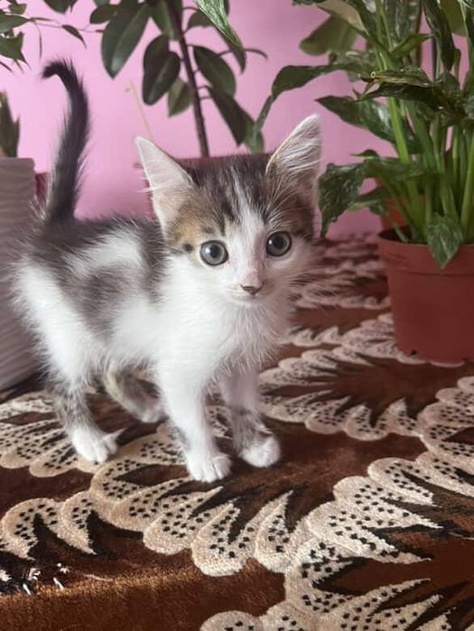 Шукаємо добрі ручки !