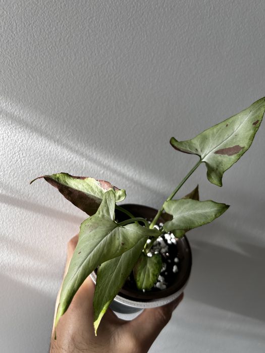 Syngonium "Orm Nagpum - pink salmon