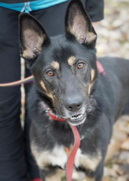 Kozak szuka doświadczonego i aktywnego domu