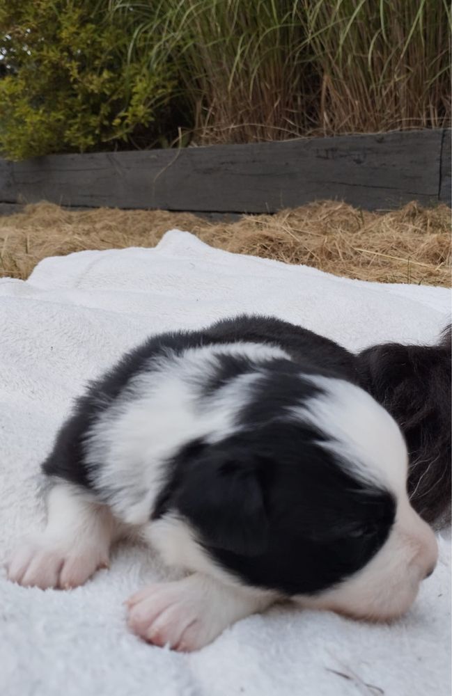 Nora prześliczna sunia border collie 3 tygodnie ZkwP FCI