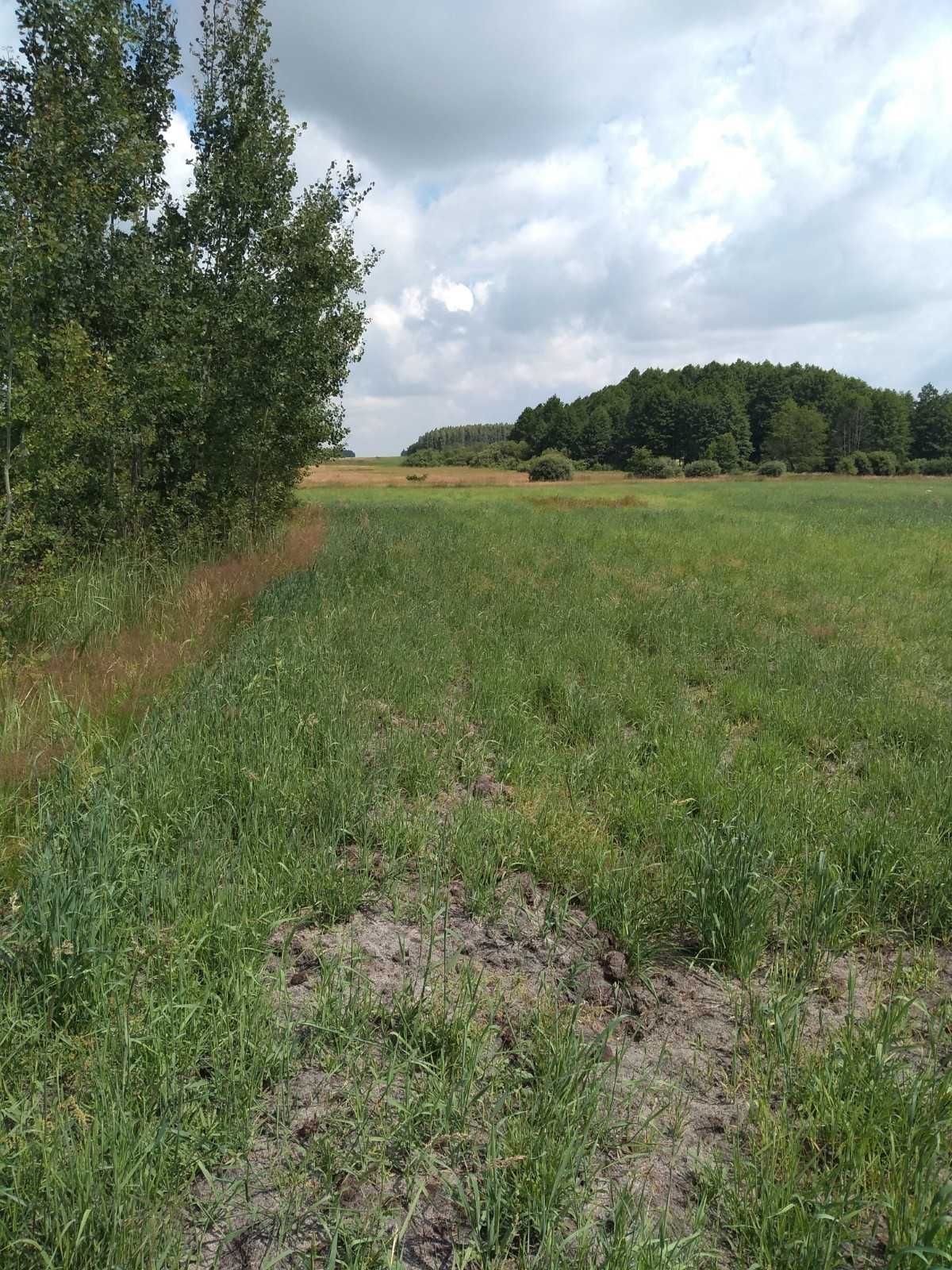 Sprzedam działki rolne bezpośrednio w miejscowości Morze woj.podlaskie