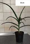 Aloes drzewiasty - 25-35 cm