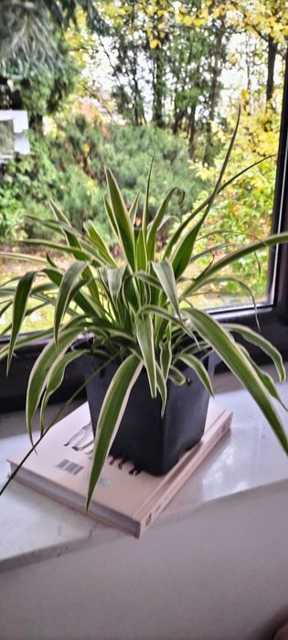 Zielistka , doniczka 5 sadzonki