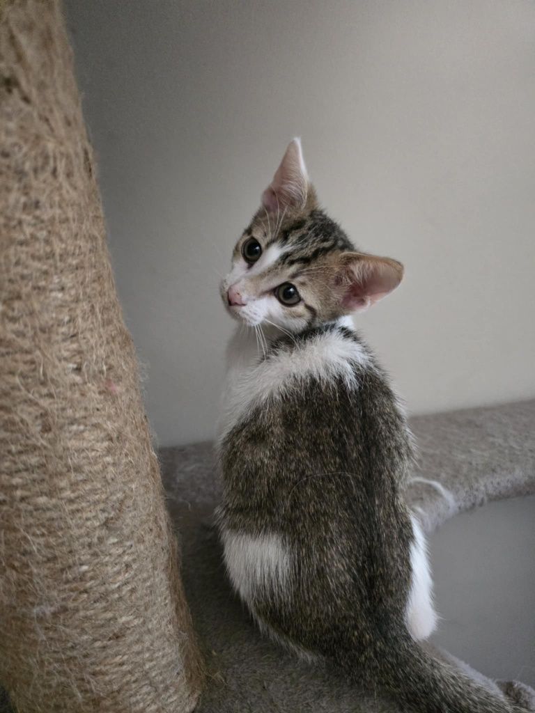 Hallo domku gdzie jesteś Franek kocurek do adopcji