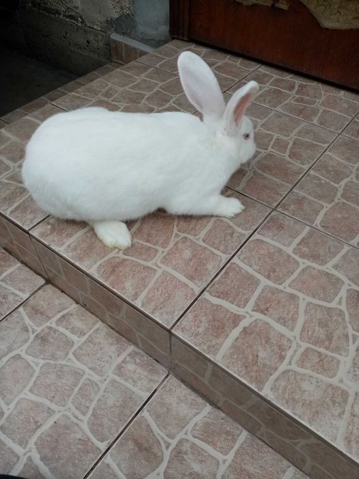 Продам  кролиці.