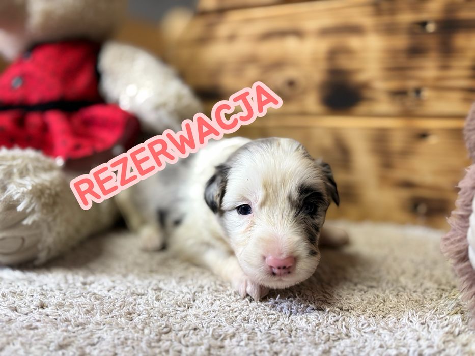 Border collie- suczka