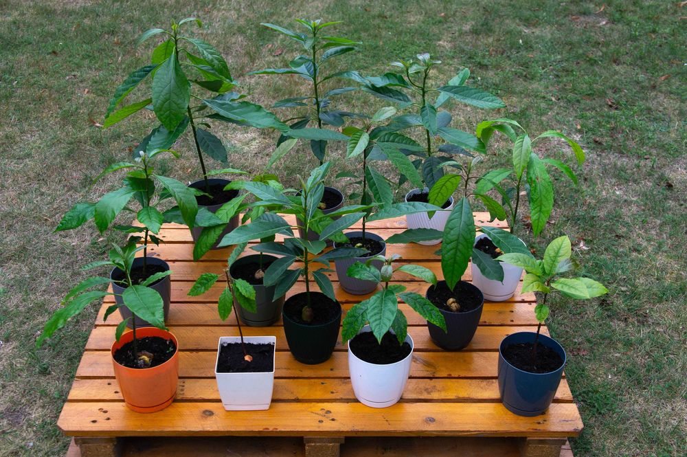 Drzewka awokado w doniczce małe i duże