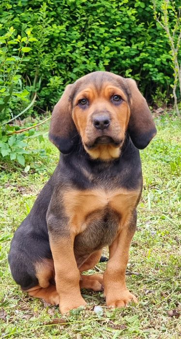 Ogar Polski Piesek ZKwP FCI