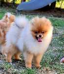 Szpic miniaturowy -Pomeranian puchaty malutki piesek ZKwP FCI