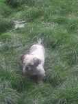 Shih tzu suczka shih tzu