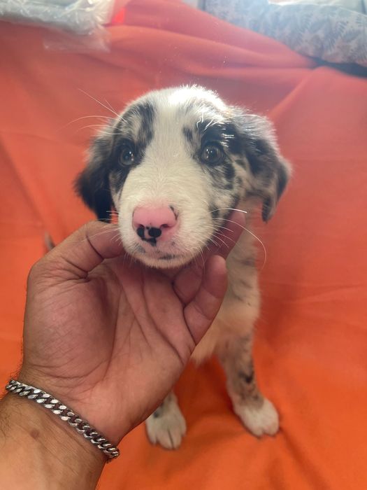 Border collie Femea Blue merle