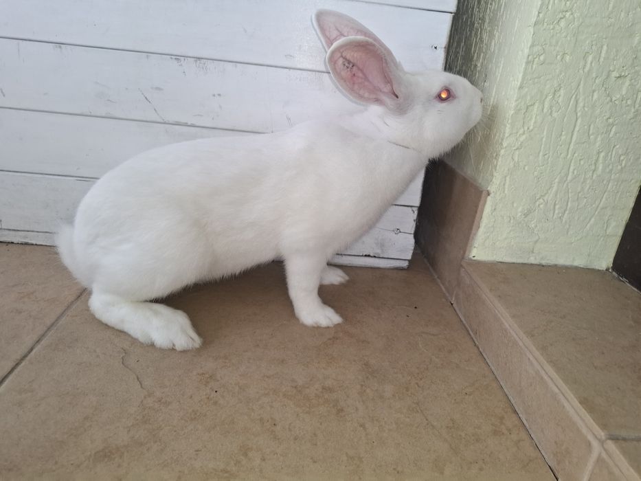 Термондська біла,термон (чеська селекція)