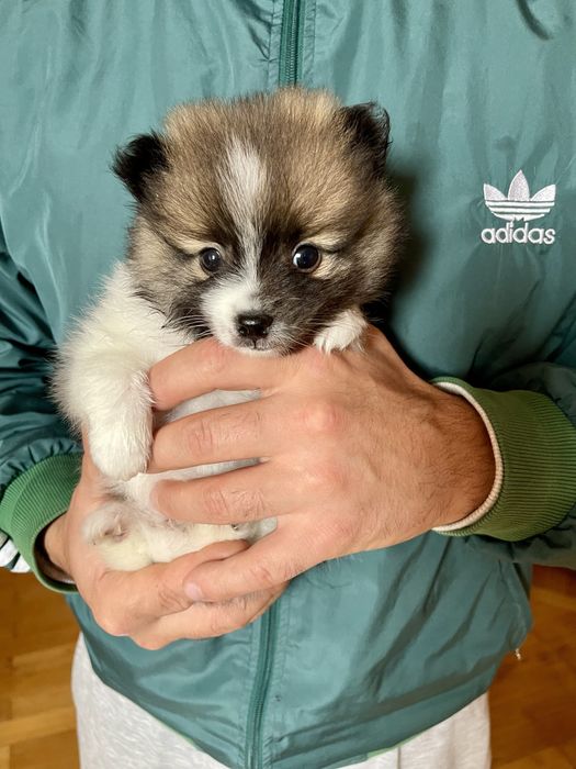 Щенята померанського шпіца