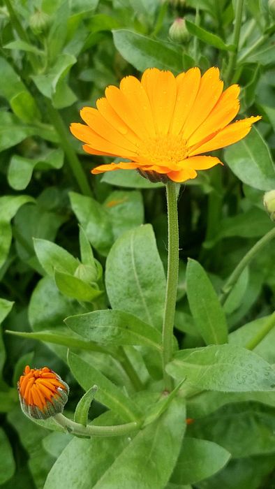 Календула насіння нагідки насіння