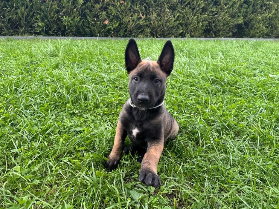 Малинуа бельгійська вівчарка! Батьки з робочими якостями