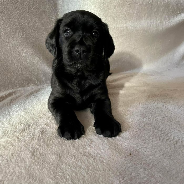 Labrador Retriever czarne szczenię