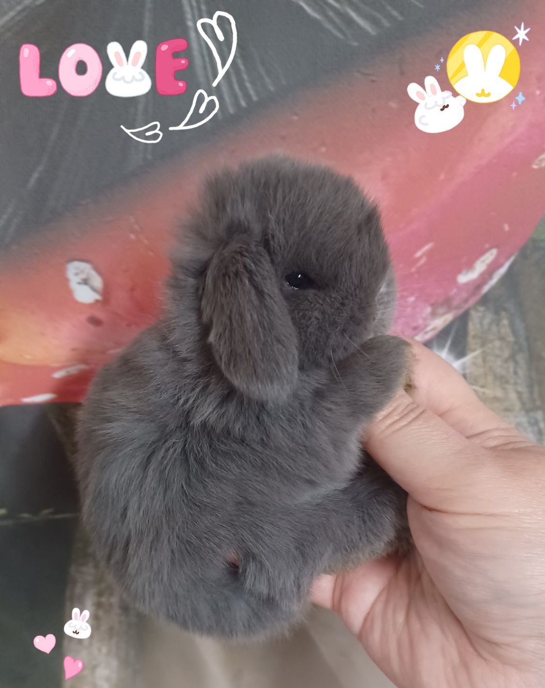 Kroliczki mini lop miniaturka hodowla zarejestrowana