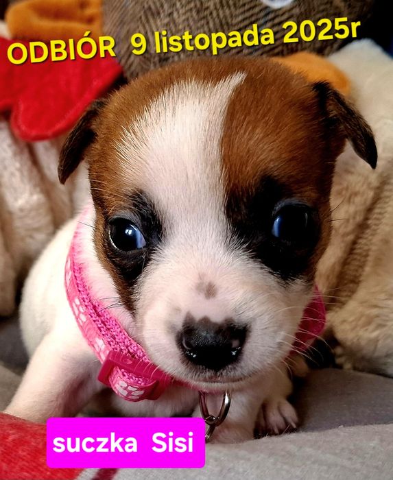 Malutka Sisi Jack JUŻ DO ODBIORU tata FCI RODZICEw  hodowli
