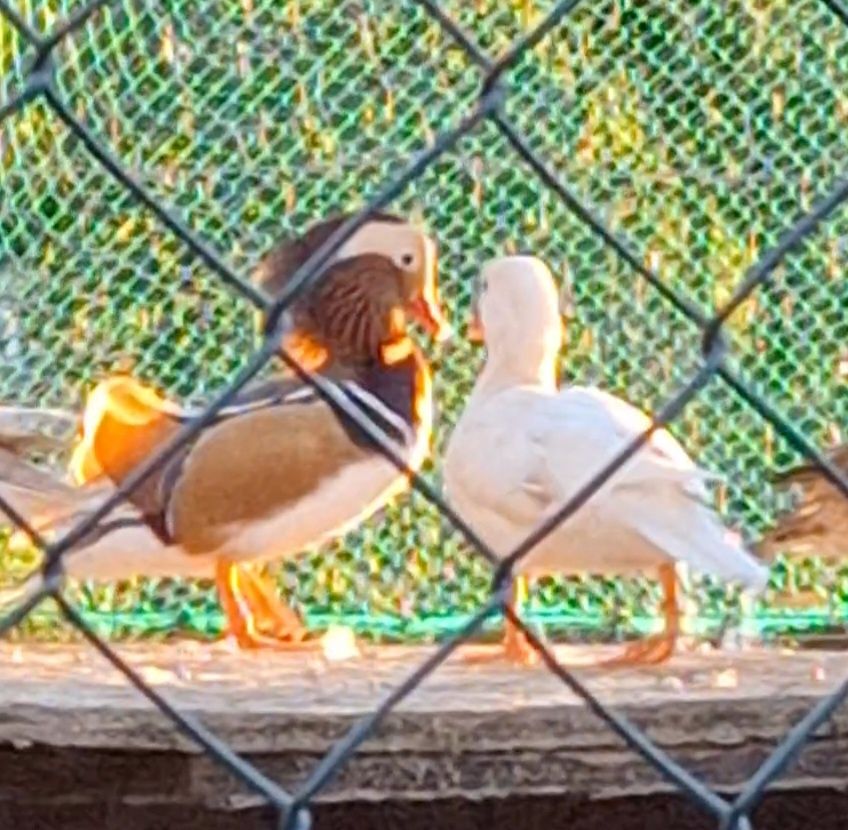 Patos mandarim canela