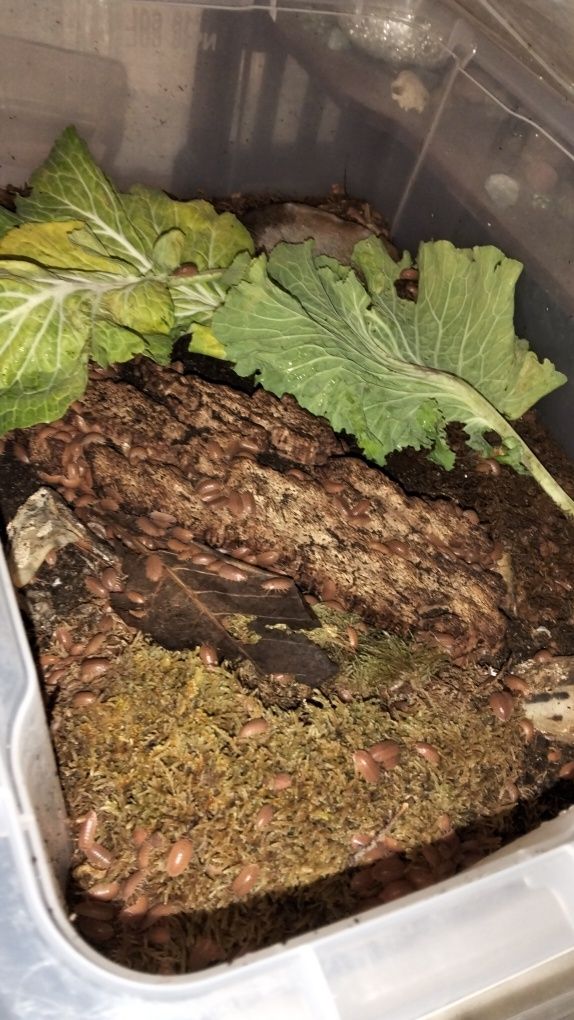 Isopods ( Bicho da Conta )